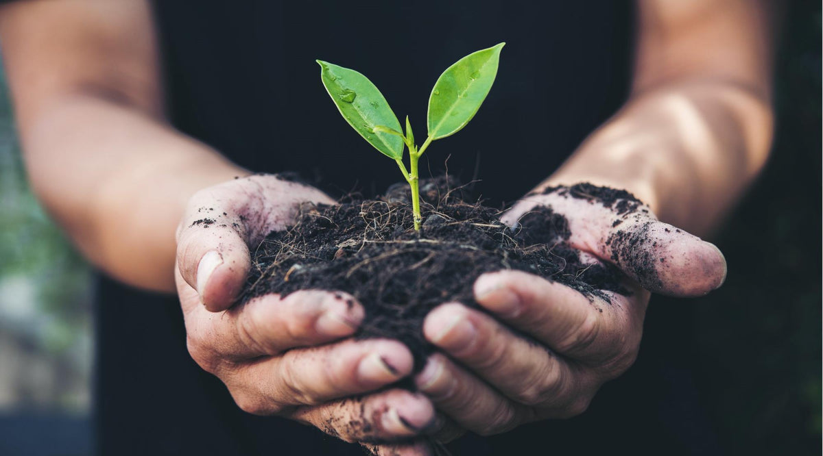 Hands holding soil and a young green plant